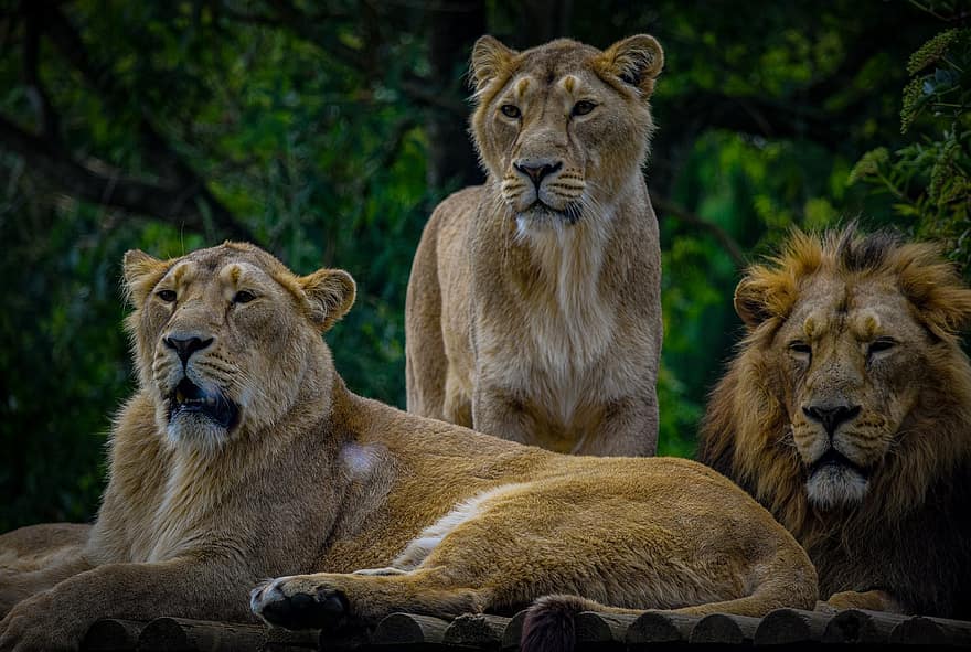 ライオン、捕食者、アフリカ、動物、サファリ、たてがみ、動物園、危険な、野生動物、哺乳類、男性