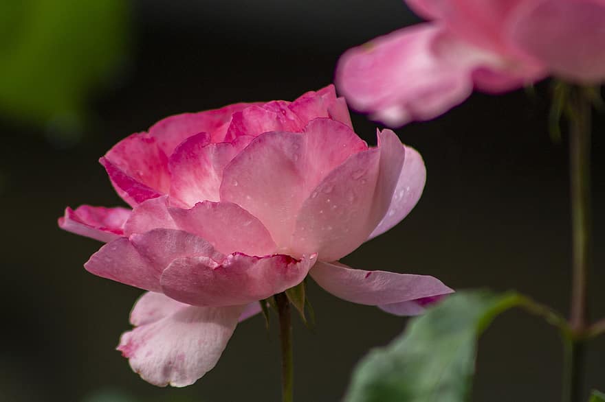 рожеві троянди, цвітіння, крапельки роси, рожеві пелюстки, рожеві квіти, квіти, флора, ботаніка, квітникарство, садівництво, природи
