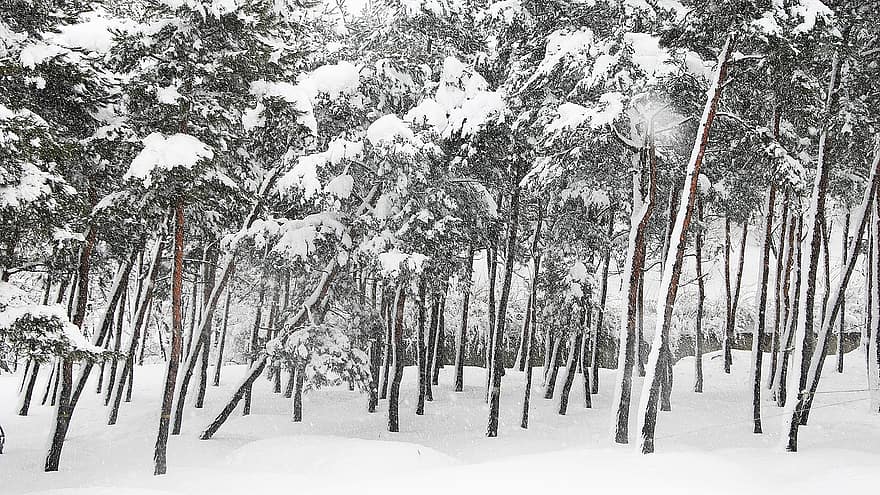 pino, la neve, alberi, foresta, Repubblica di Corea, Gangneung, Sichuan, natura, viaggio
