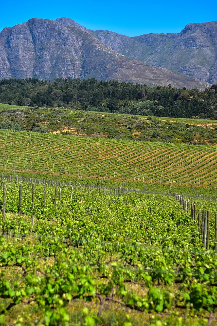 vinya, vinyes, muntanya, agricultura, escena rural, raïm, granja, paisatge, celler, color verd, elaboració de vins