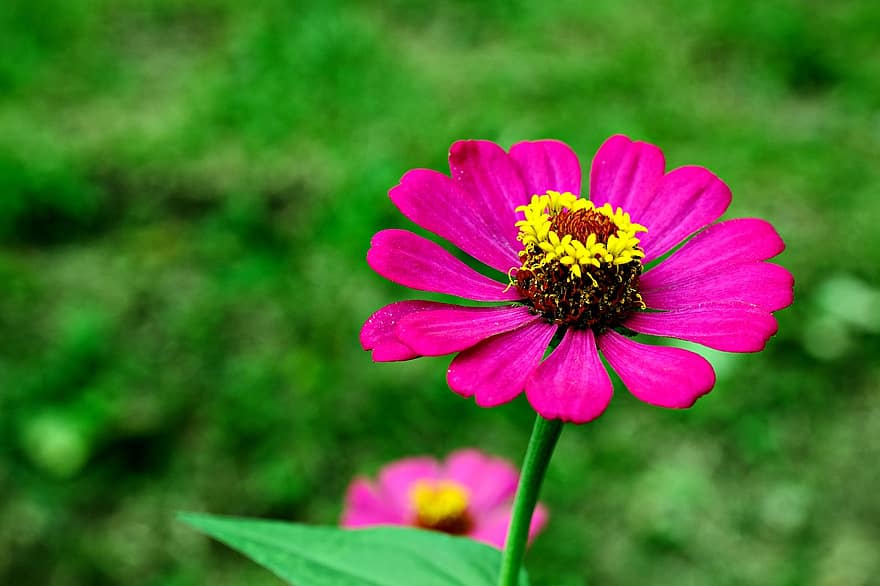 꽃송이 엘레강스, 일반 초속, 핑크 꽃, 정원, 플로라, 자연