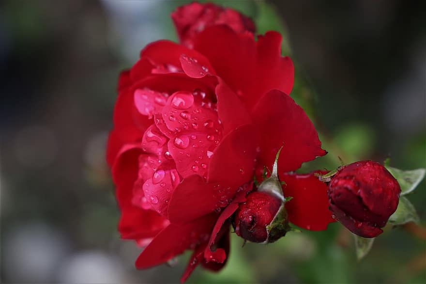 sarkana roze, lilija Marlēna, pēc lietus, floribunda, ūdens pilieni, svaiga, ziedošs, pumpuri, augu, dekoratīvs, romantisks