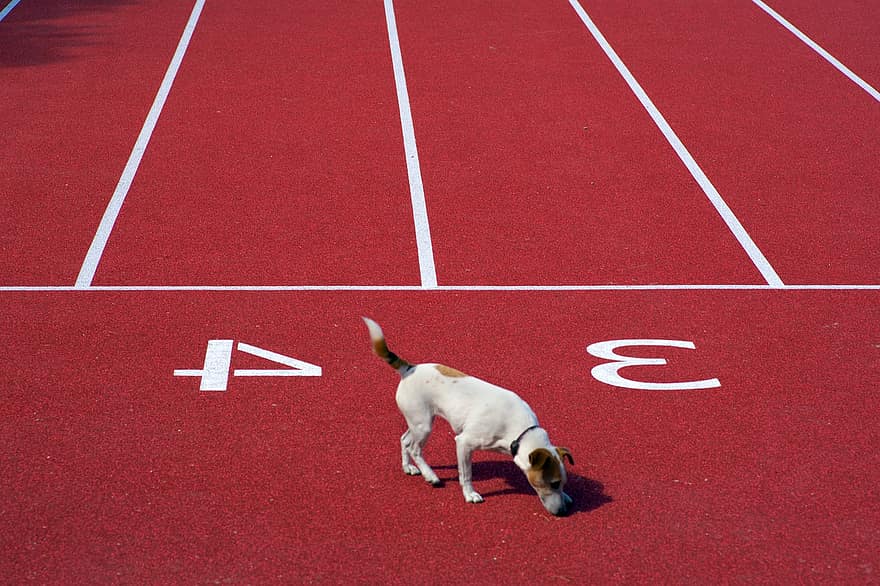 αθλητική διαδρομή, σκύλος, στάδιο, κονίστρα, κατοικίδιο ζώο