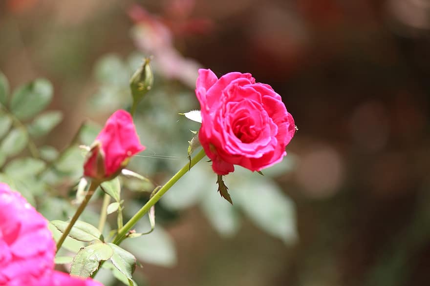 rosa, flor, planta, florir, bonic, jardí, naturalesa, bokeh, primer pla, romàntic, flors