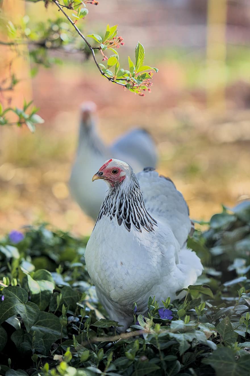 пиле, кокошка, заден двор, домашни птици, птица, животно, растения, диапазон