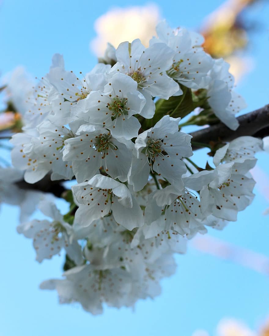 kirsikkapuu, kirsikankukka, kukka, valkoiset kukat, kukat, luonto, kevät, kasvu, kausiluonteinen, lähikuva, haara