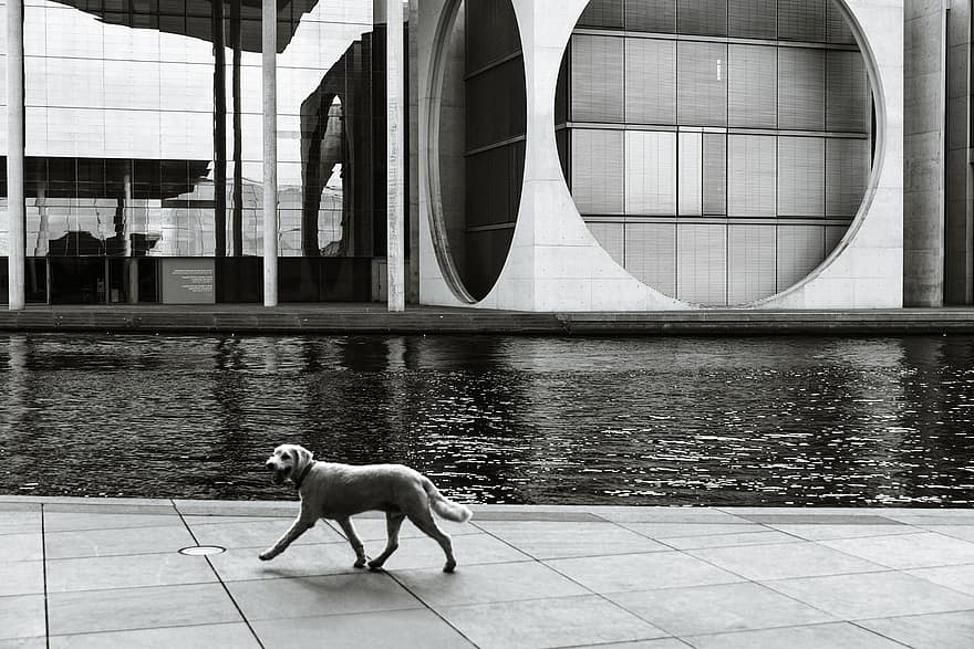arquitetura, moderno, geometria, Berlim, cão, construção, cidade, turismo, urbano, animal
