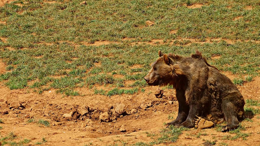 grizzly, ós marró, suportar, animal, depredador, perillós, mamífer, naturalesa, vida salvatge, animals a la natura, gat no domesticat