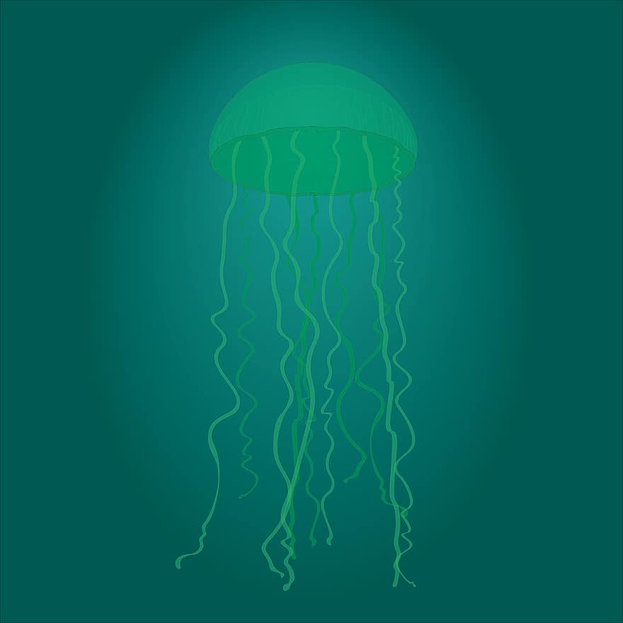 Jellyfish, Animal, Sea Animal, Sea, Ocean, Water, Marine, Wildlife, Deep, Underwater, Drawing
