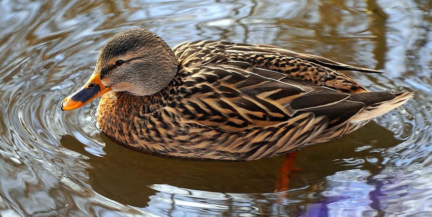 Duck, Mallard, Lake, Bird, Female, Waterfowl, Water Bird, Aquatic Bird, Animal, Feathers, Plumage