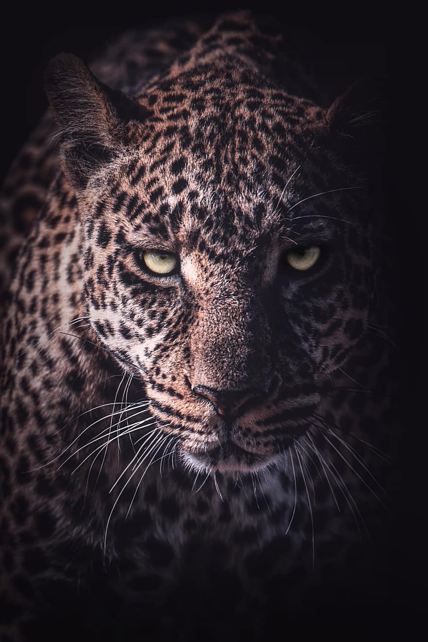 léopard, prédateur, guépard, animal, faune, mammifère, carnivore, chat sauvage, photographie de la faune, fond d'écran, région sauvage