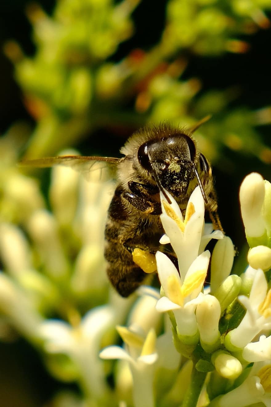 蜂、昆虫、受粉する、受粉、花、翼のある昆虫、翼、自然、膜翅目、昆虫学