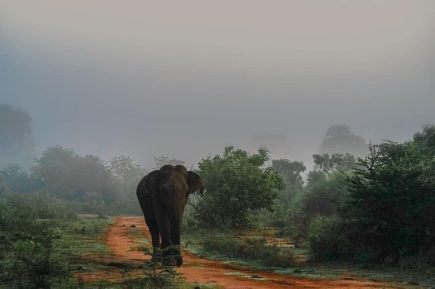 アジアゾウ、スリランカ、霧の風景、象、霧、風景、野生動物、哺乳類、自然、アジア、荒野