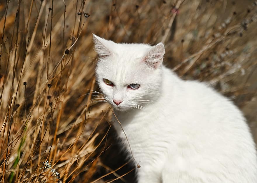 кошка, мех, белый, домашнее животное, милый, животный портрет, на открытом воздухе, природа, кустарник, кошачьи глаза, домашние питомцы