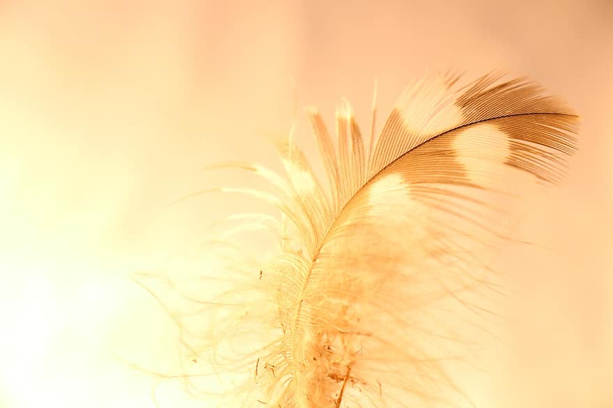Feather, Sunlight, Soft Feather
