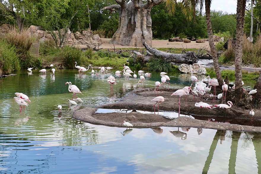 flamingo, burung-burung, bulu burung, pohon, kolam, air, margasatwa