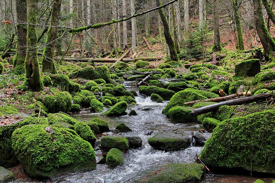 Water, Moss, Forest, Black Forest, Green, Bach, Flow, Stones, tree, green color, landscape