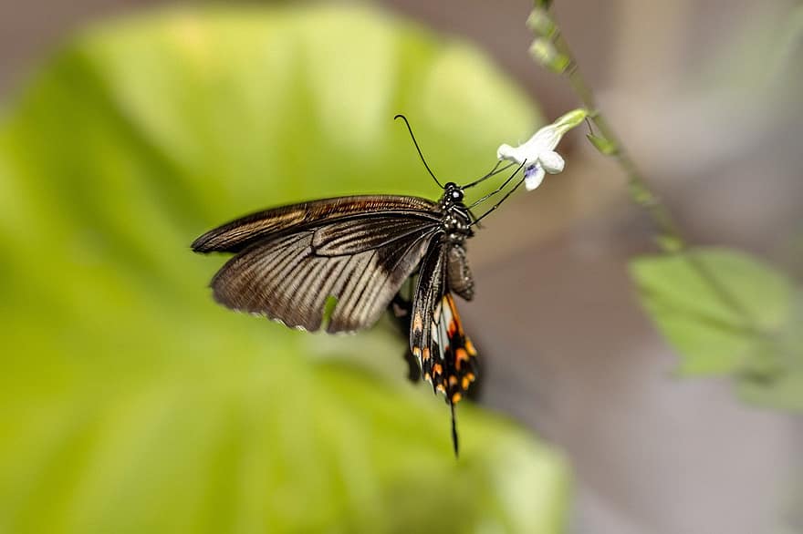 molino de viento común, mariposa cola de golondrina, mariposa