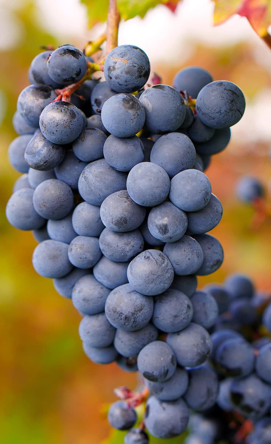 winogrona, owoc, wino, odchodzi, listowie, organiczny