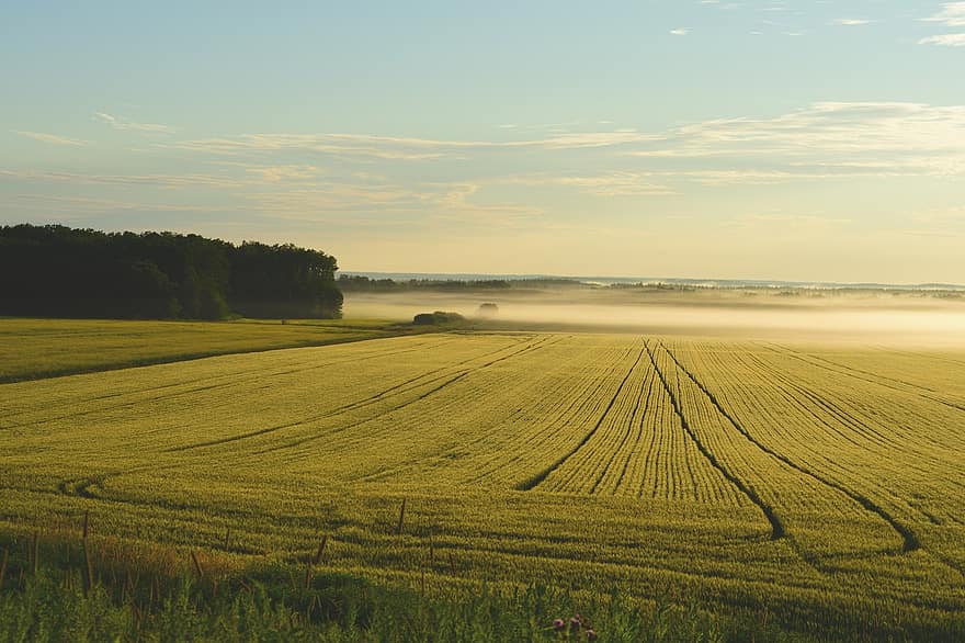 fermă, ceaţă, răsărit, zori de zi, dimineaţă, terenurile agricole, teren agricol, teren, agricultură, peisaj, rural