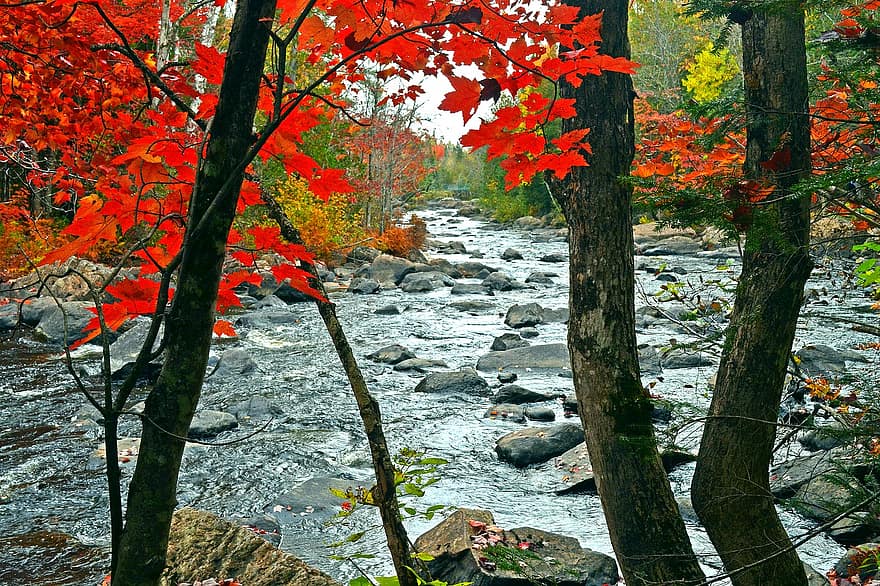 río, naturaleza, otoño, temporada