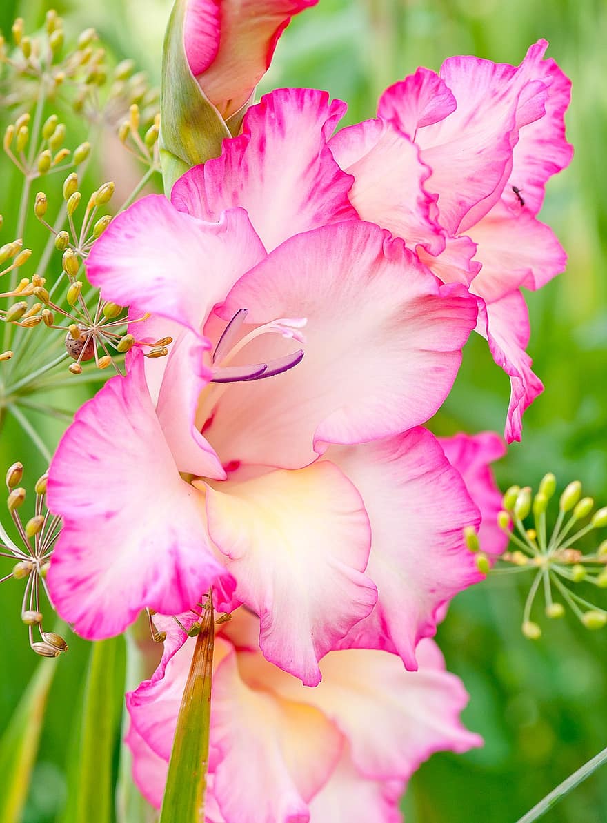 raksturs, zieds, gladiols, rozā, vasarā. \ t