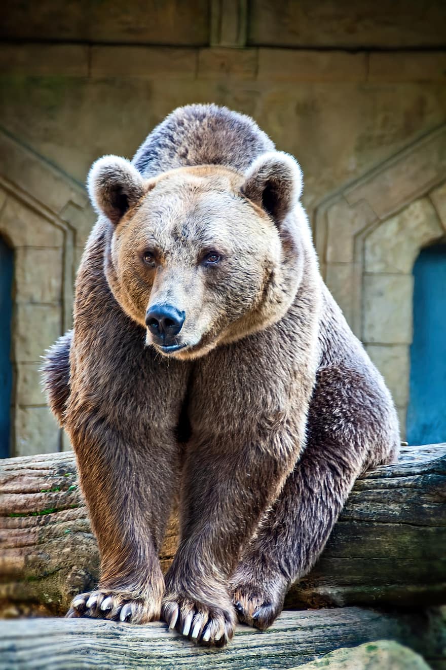 Bear, Animal, Brown Bear, Wildlife, Fur, Zoo, animals in the wild, large, endangered species, cute, front view