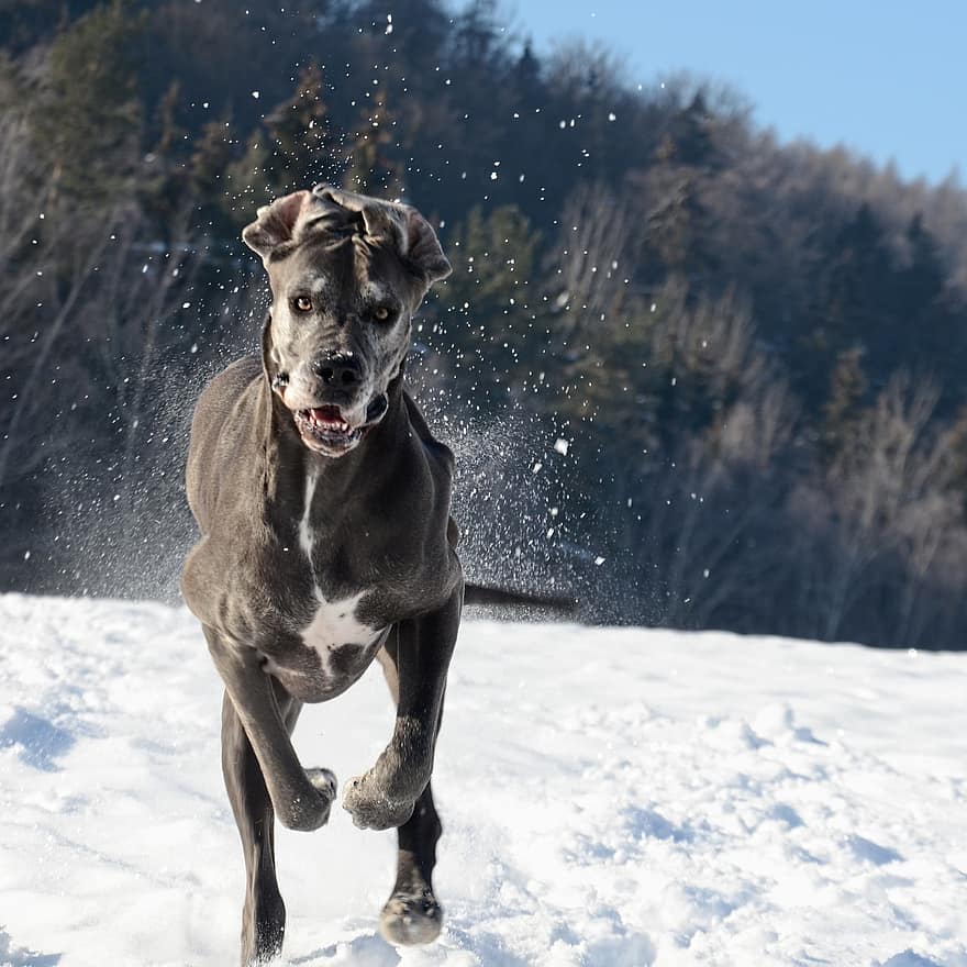 hund, hund-, springa, snö, lekfull