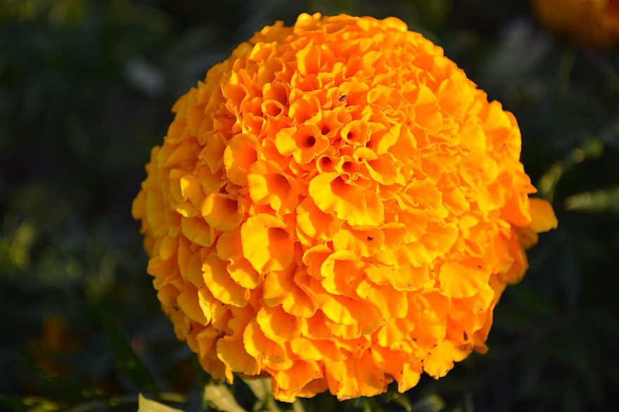 Marigold, Flower, Plant, Orange Flower, Petals, Bloom, Garden, Nature