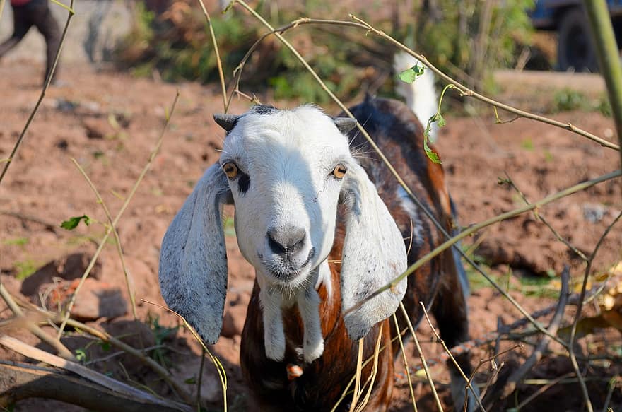 Goat, Horns, Animal, Live Stock, Farm Animal, Mammal, Domestic Goat, Ruminant, Ungulate