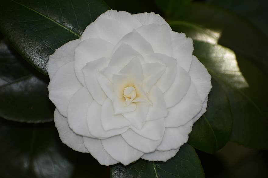 flor, Flor de Camèlia, blanc, hivernacle, naturalesa, flora, primavera, botànica, florir