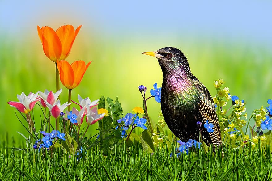 сад, скворец, цветы, фон, природа, птица, луг, тюльпаны, не забудь меня, цветок, зеленого цвета