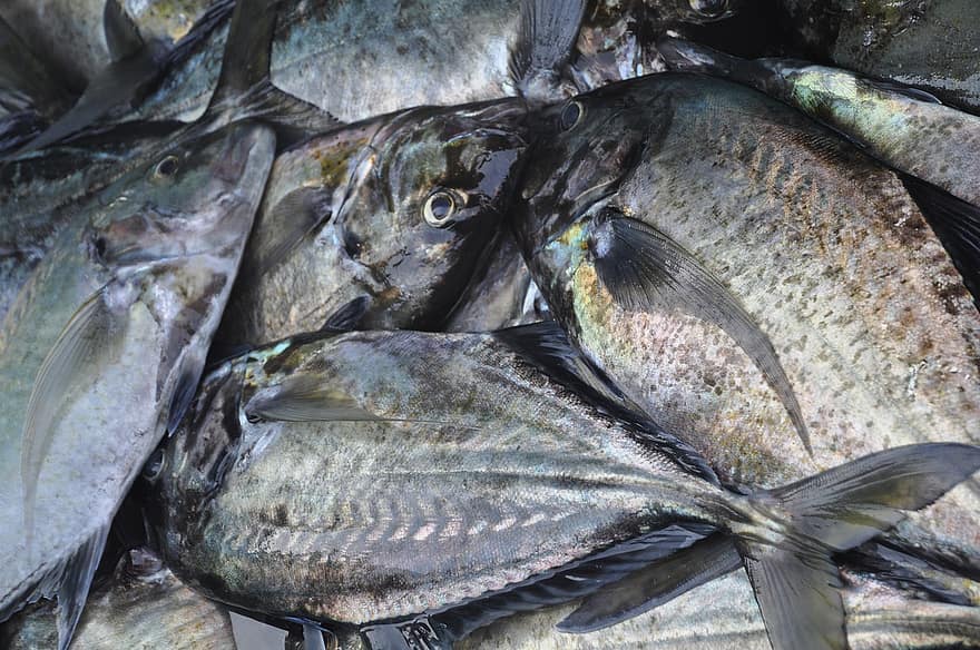 zivis, zivju tirgus, jūras veltes, ēdiens, svaigumu, tuvplāns, veselīga ēšana, zveju, zivju nozveja, gardēdis, makreles