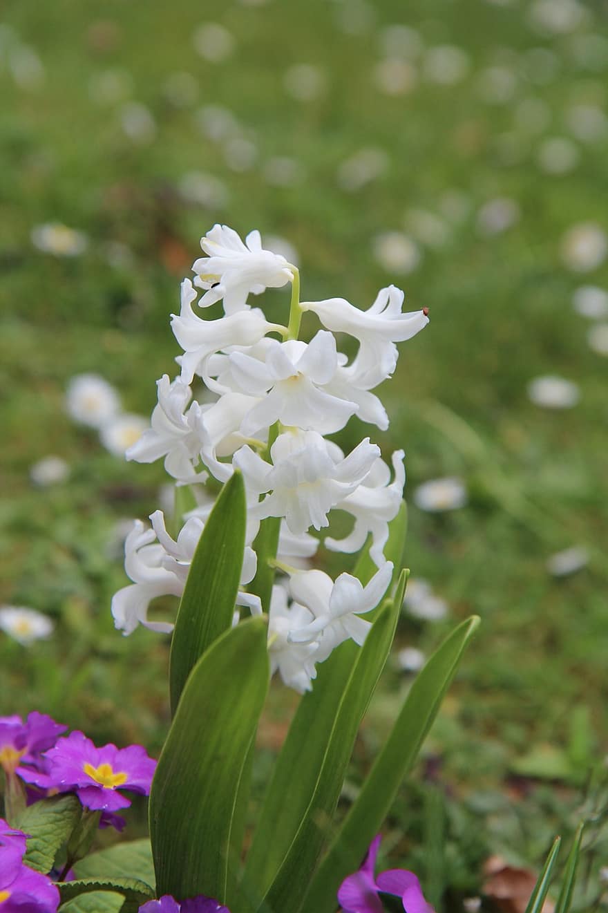 weiße Hyazinthe, blühend, Frühlingsblüte, Botanischer Garten, Frühling, Blumen, Duft, Pflanze, Blume, Sommer-, Nahansicht