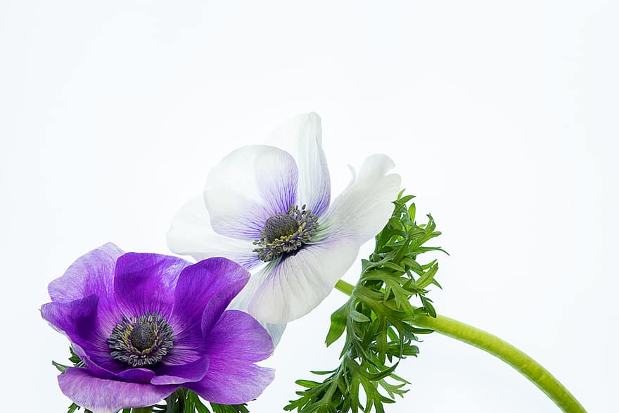 isolated, flower, background, white, minimal, copy space, plant, bloom, anemone, floral, still