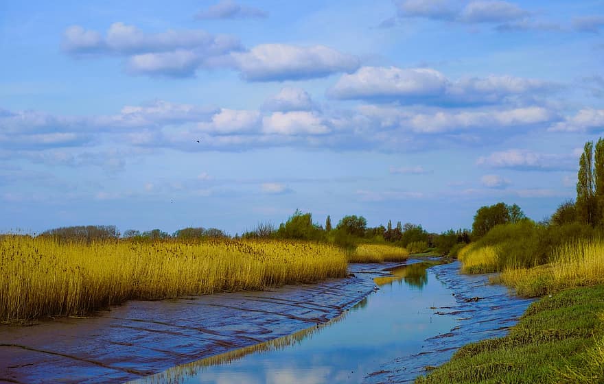 Schelde, río, mimbre, zona, naturaleza, paisaje, orilla del río, hierba, cielo azul, paisaje del rio, Bélgica