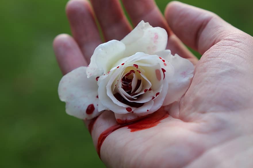 Rosa sangrienta, mano, emociones profundas, triste, tragedia, dolor, horror, sangre, tristeza, recordando, Reina de las Nieves Rose