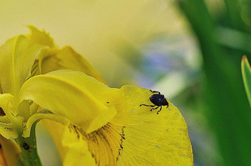 насекомое, желтый цветок, ошибка, природа, крупный план, макрос, завод, животное, летом, зеленого цвета, лист