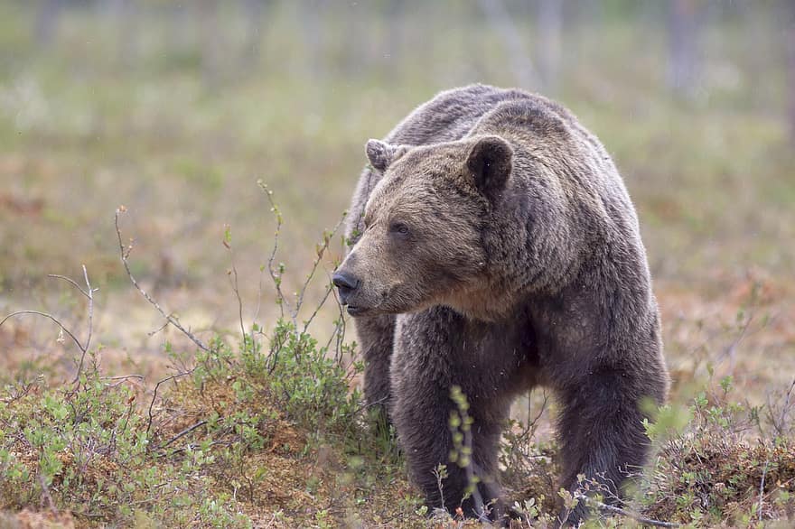 สัตว์, หมีสีน้ำตาล, เลี้ยงลูกด้วยนม, สายพันธุ์, หมี, ursus arctos, สัตว์ป่า, ป่า, สัตว์ในป่า, ใหญ่, สัตว์ใกล้สูญพันธุ์