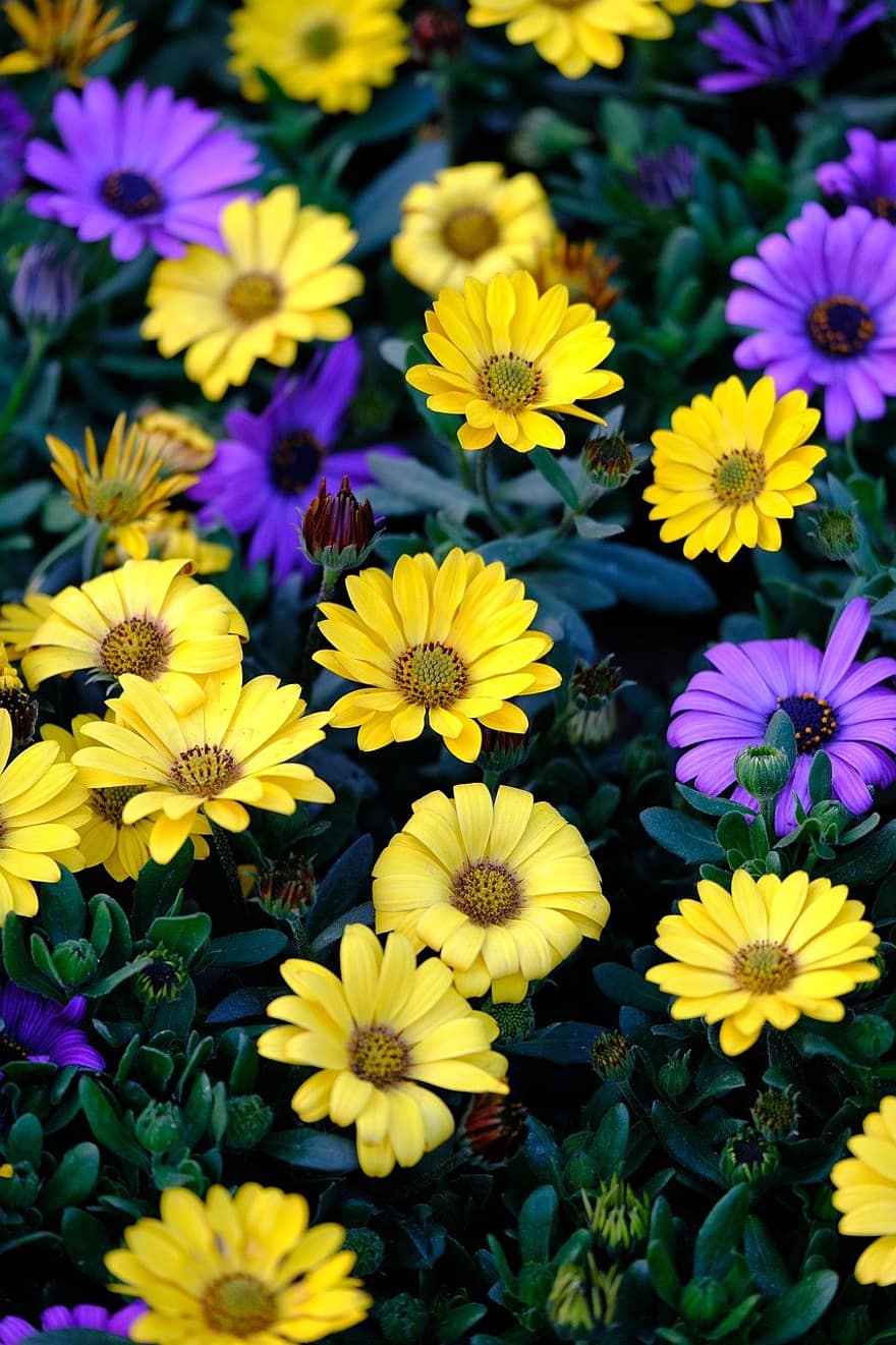 Cape Marguerite, Blumen, Garten, Frühling, Natur, Pflanzen, Sommer-, Pflanze, Blume, Nahansicht, Gelb