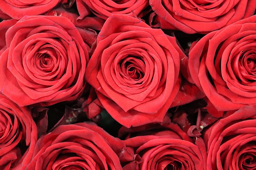 rozes, zieds, zied, raksturs, flora, strausu, sarkans, sirds, ziedu pušķis, mīlestība, romantisks