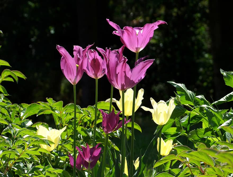 tulipany, kwiaty, światło, kwiat, cebula, ogród