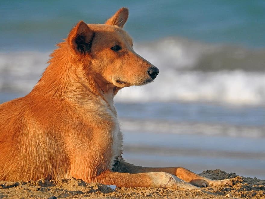 Hund, Haustier, Strand, Meer, Tier, süß, Hündchen, Eckzahn, Schäfer, Collie, Retriever