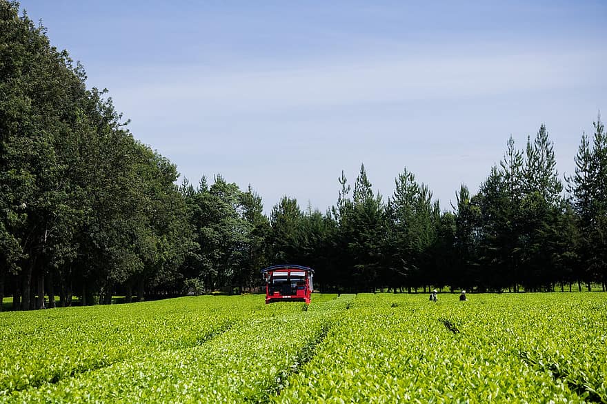 plantare de ceai, Kenia, agricultură, natură, fermă, mediu rural, rural