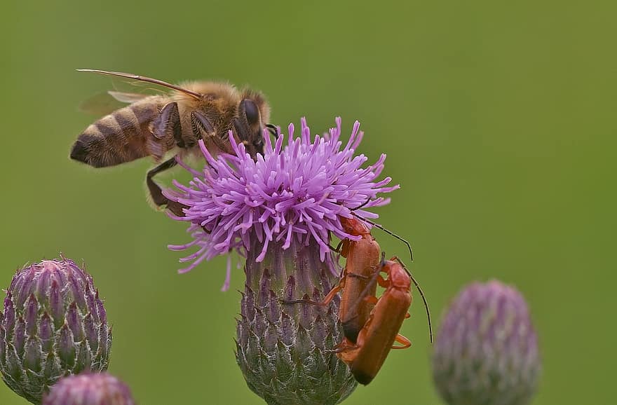 蜂、花、咲く、甲虫、アザミの花、ミツバチ、昆虫、花粉、蜜、自然、庭園