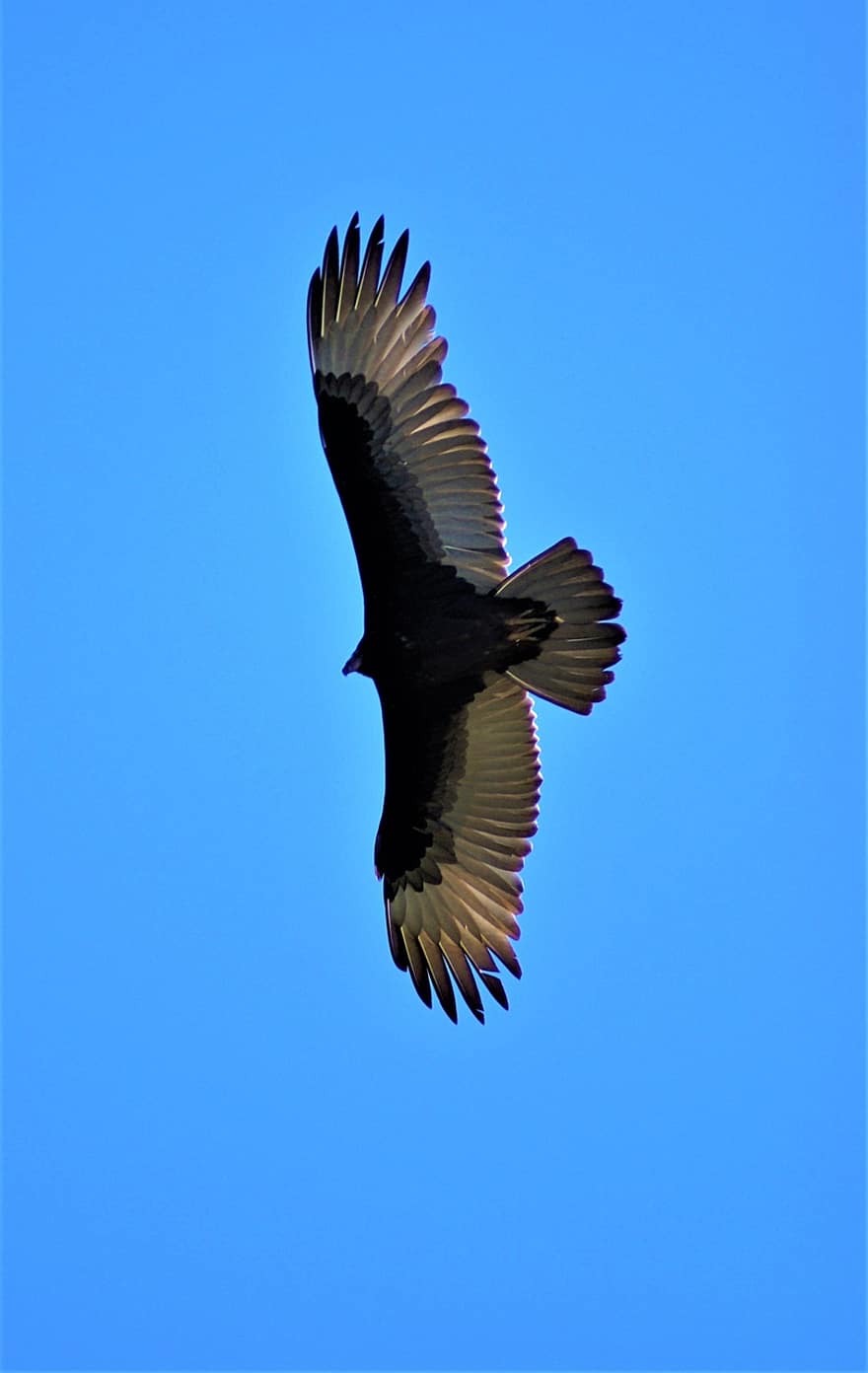 Corvo, Raven, pássaro, pássaro voando, natureza, azul, vôo, animais em estado selvagem, pena, bico, Ave de rapina