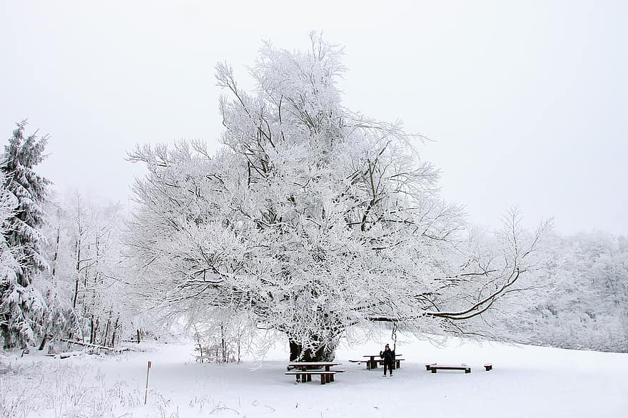 sniegs, ziemā, šūpoles, tabulas, soliņi, persona, koks, sala, auksts, raksturs