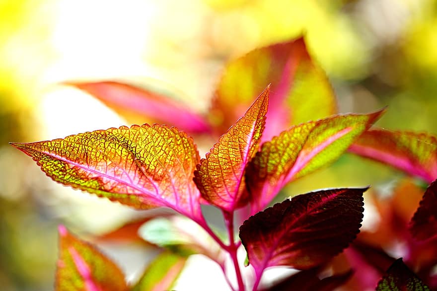 Leaves, Nature, Foliage, Botany, Macro, Coleus, Plant, leaf, close-up, autumn, multi colored