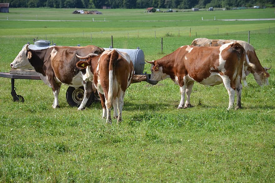 allgäu, mucche, Manzo, agricoltura, bestiame, pascolo, natura, prato, erba, ruminante, bovini da latte