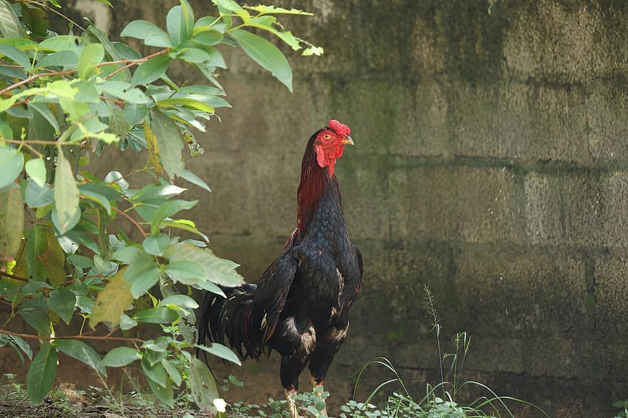Hen, Kerala, Chicken, Bird, Male, Farm, Nature, Animal, Feather, Poultry, Outdoor